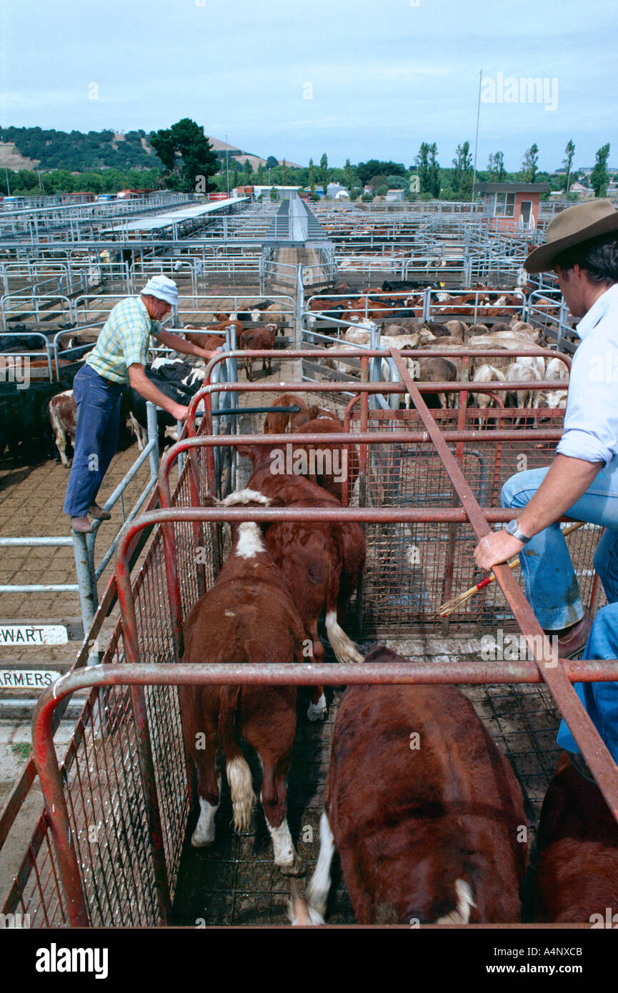West-Bezirk gezüchtet weibliche Rinder am Züchter Sale Mortlake Victoria Australien Pazifik Stockfoto
