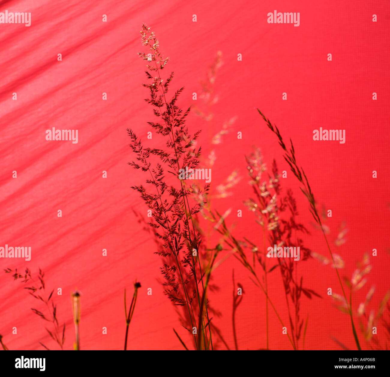Grashalme vor hellen roten Blatt Stockfoto