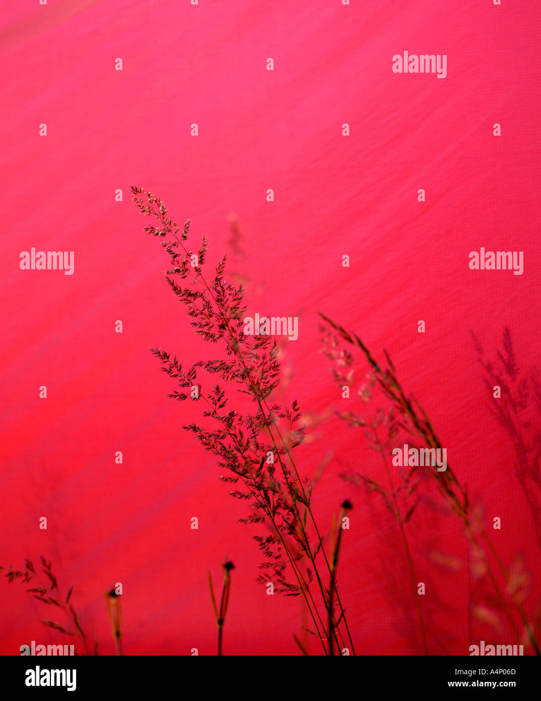 Grashalme vor rotem Hintergrund Stockfoto