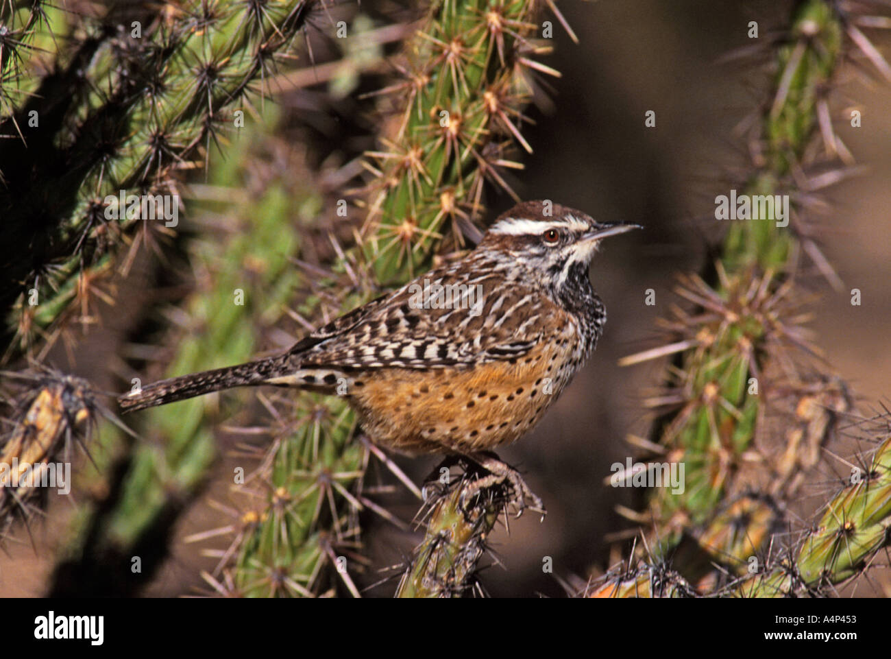 Cactus Wren Campylorhynchus brunneicapillus Stockfoto