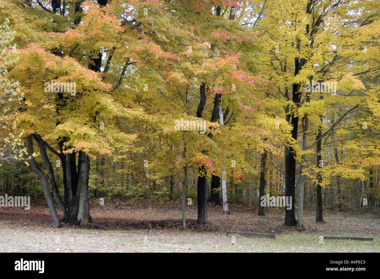 Michigan Herbst Farbe Glanz Stockfoto