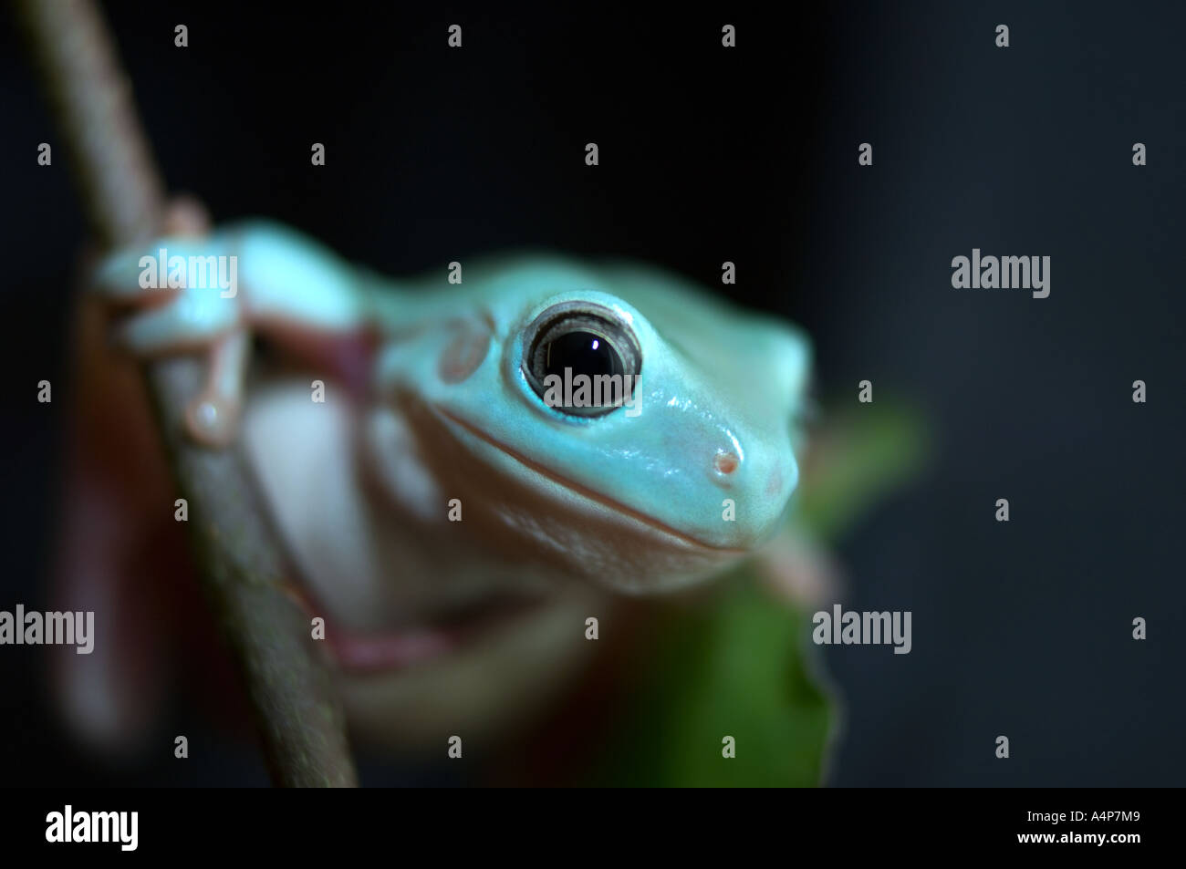 Weißen Baumfrosch auf einem Ast Stockfoto