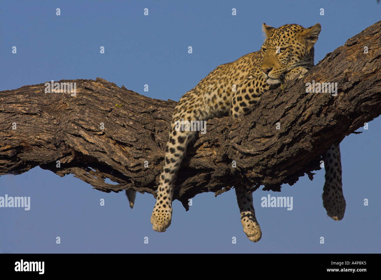 Afrikanischen Leoparden Panthera Pardus Pardus ruht in einem Baum Stockfoto
