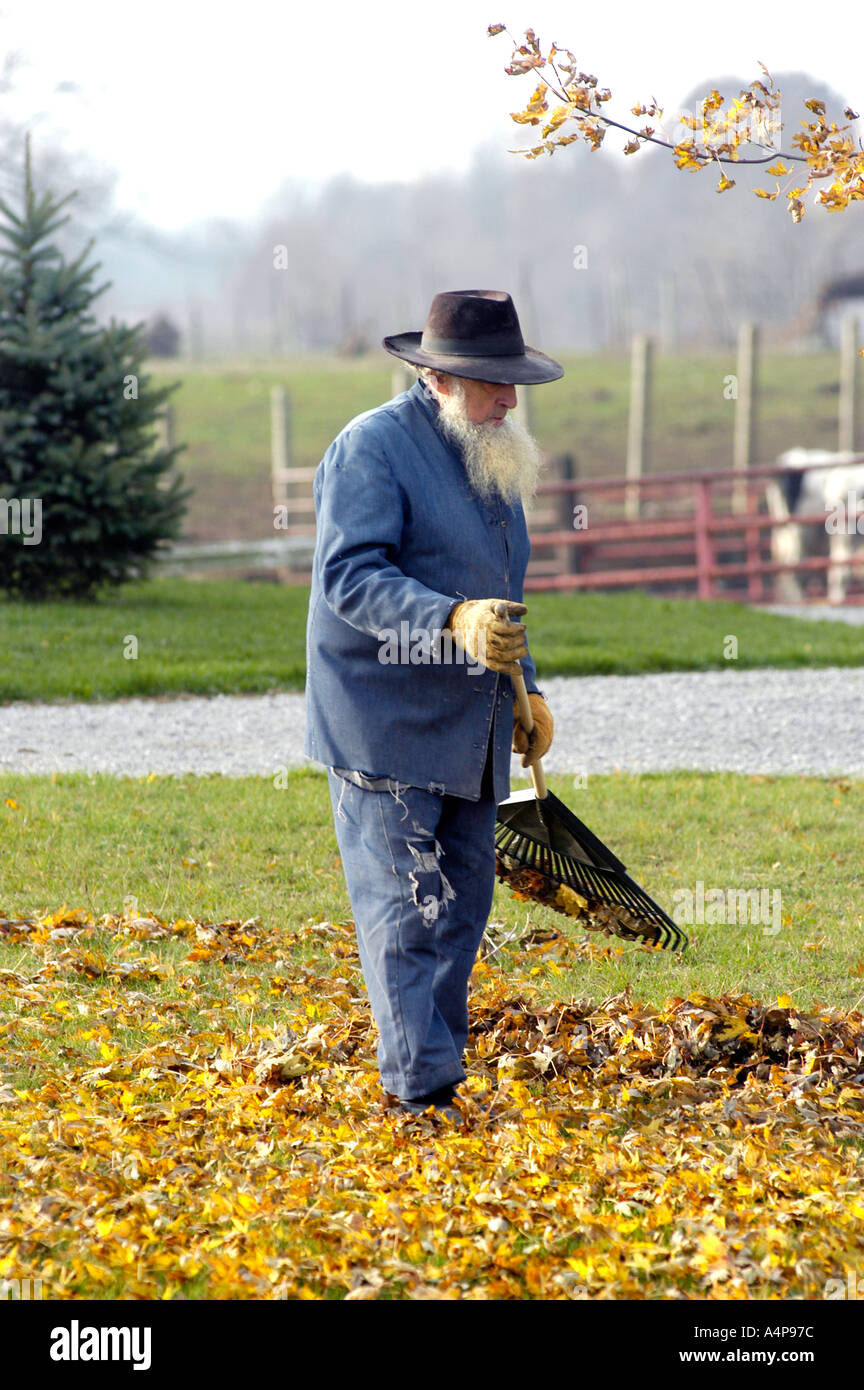 Alten Amish männlichen Rechen Blätter vom Rasen im Herbst Stockfoto