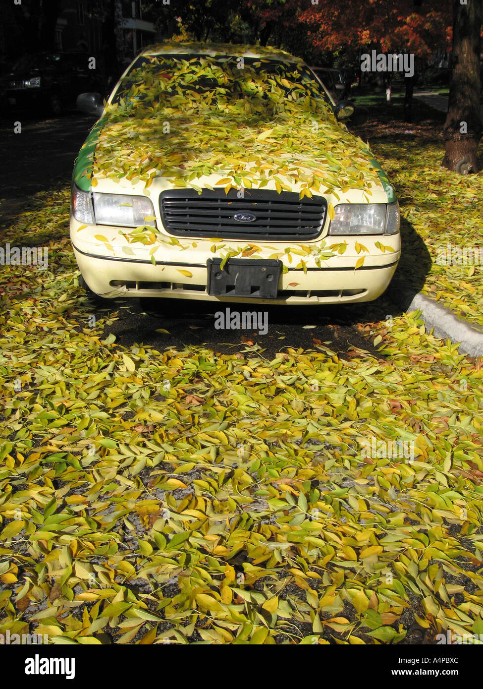 Gelbes Taxi bedeckt mit Blätter im Herbst Stockfoto