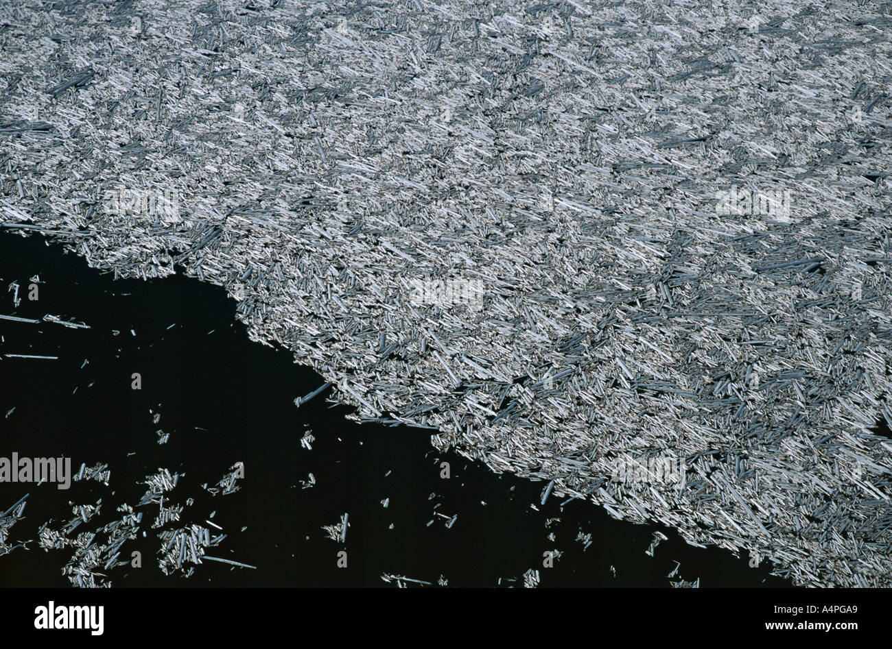 Tausende von Bäumen durch die 1980 Eruption noch schwebend auf dem Spirit Lake nördlich des Berges Mount St. Helens National umgeweht Stockfoto