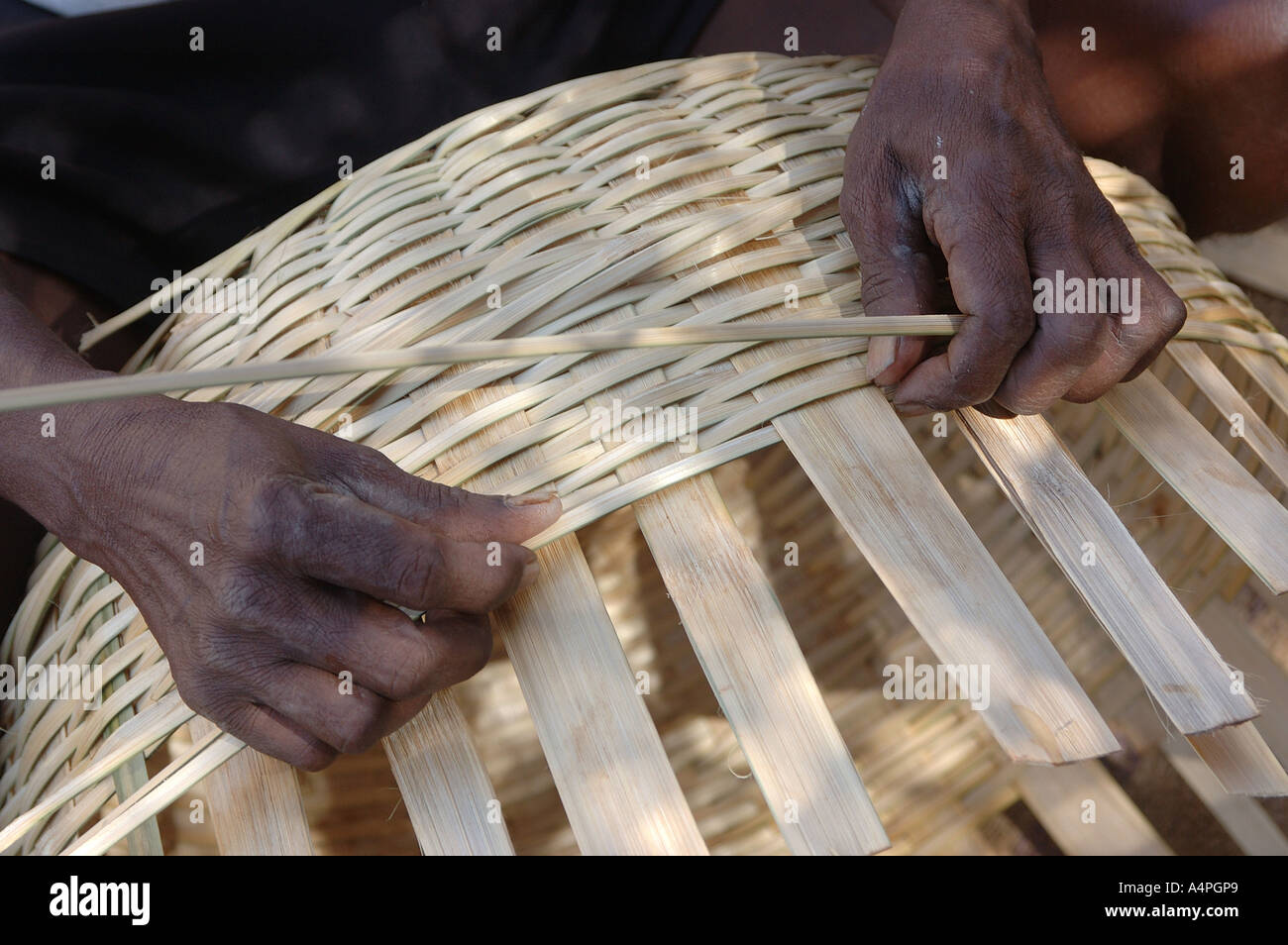 ANG77708 Nahaufnahme von Hand machen Korb mit Zuckerrohr Bambus Indien Stockfoto