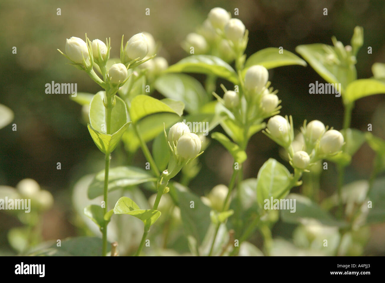 ANG77758 Blume Motia Mogra Jasmin Stockfoto