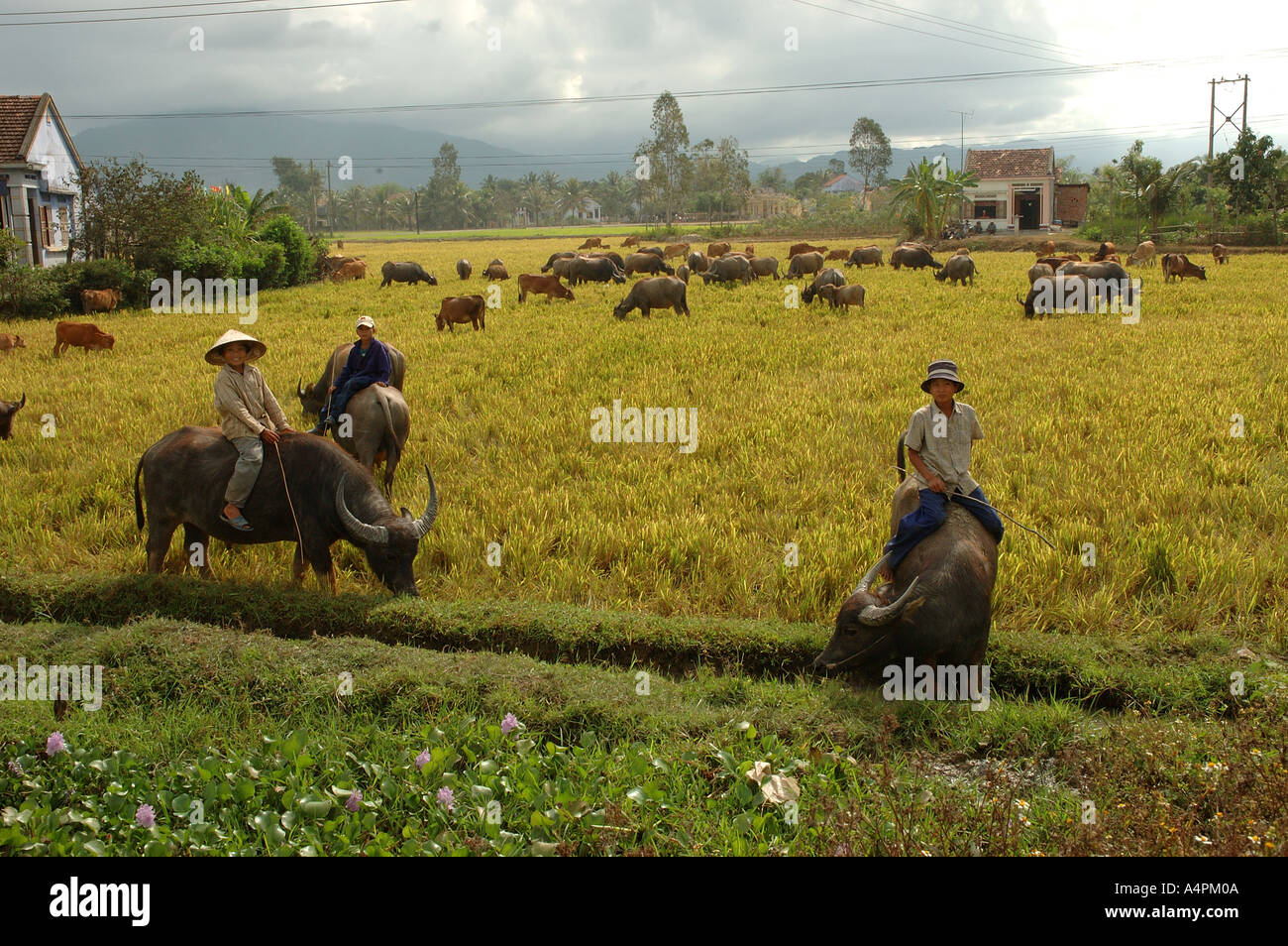 Wasserbüffel Jungs in zentralen Vietnam South East Asia Stockfoto