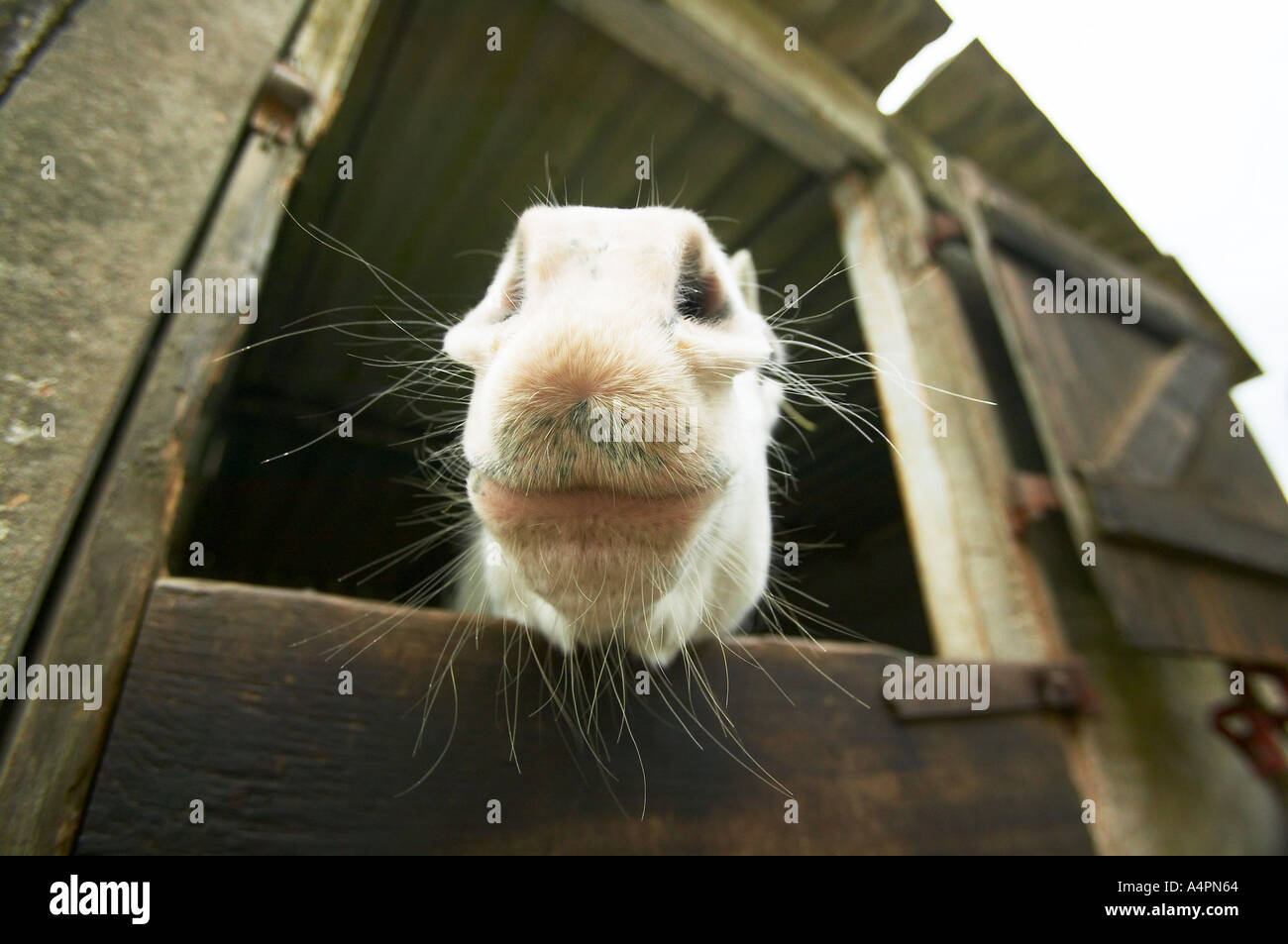 Pferd in einem Stall in Crowborough West Sussex England Stockfoto