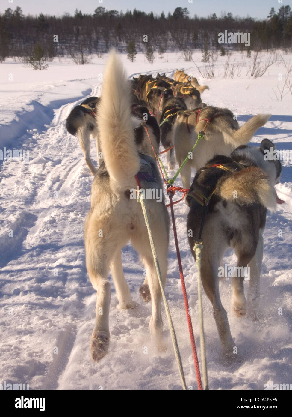 Skandinavien Lappland Huskies ziehen Schlitten Rückansicht Stockfoto