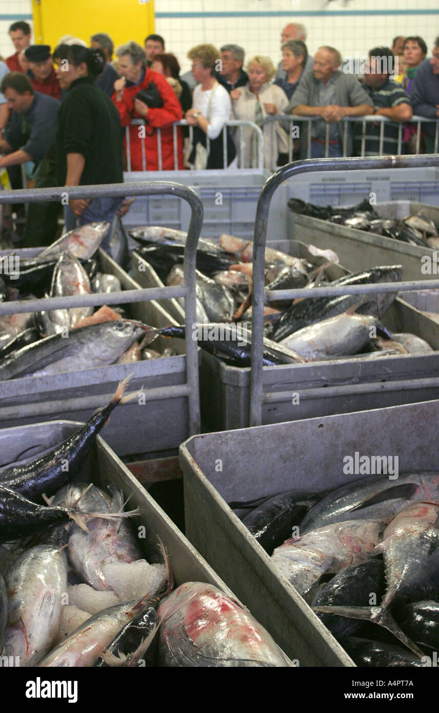 Frisch gefangenen Thunfisch, Loctudy Hafen, Bretagne, Frankreich, mit Kunden warten, Fisch zu kaufen. Stockfoto