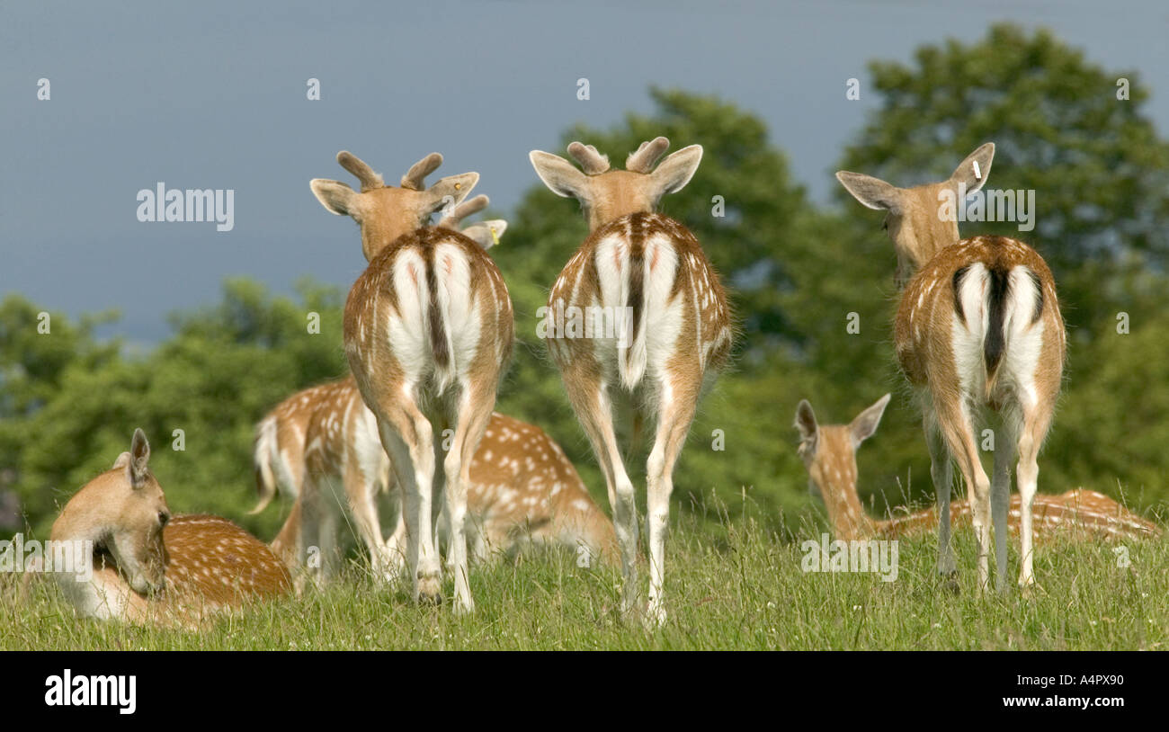 Damhirsch Dama dama Stockfoto