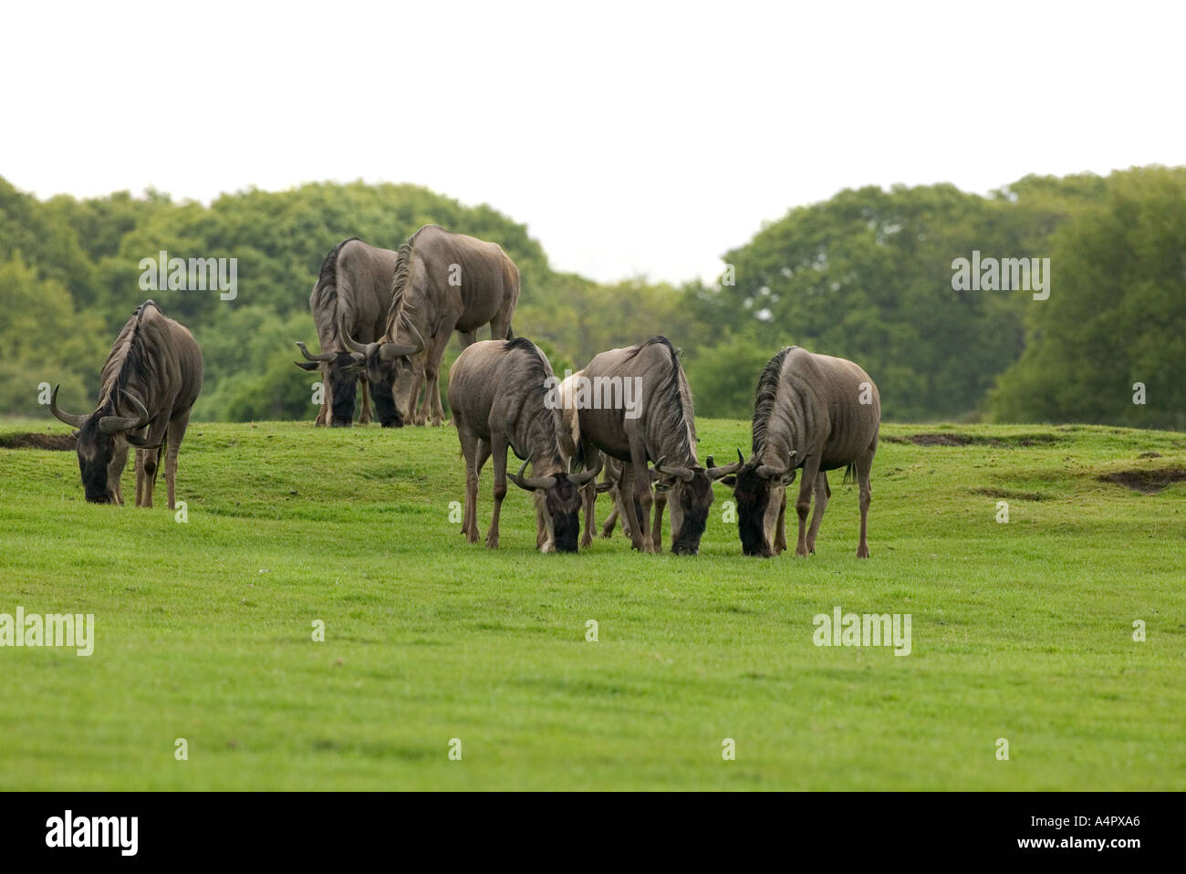 GNUS Connochaetes taurinus Stockfoto