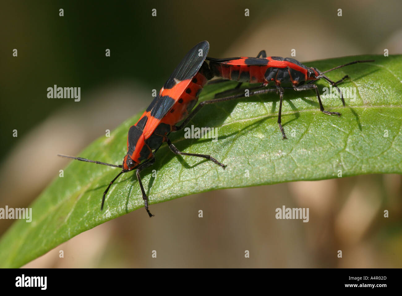 Zwei große Wolfsmilch Bugs Paarung auf einem grünen Blatt Stockfoto