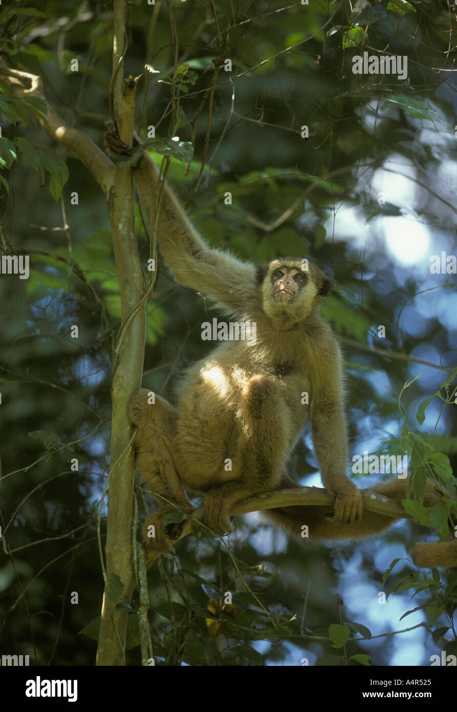 NÖRDLICHEN WOLLIG Klammeraffe oder MURIQUI Caratinga Reserve Atlantische Regenwald oder Mata Atlantica, SE Brasilien Stockfoto