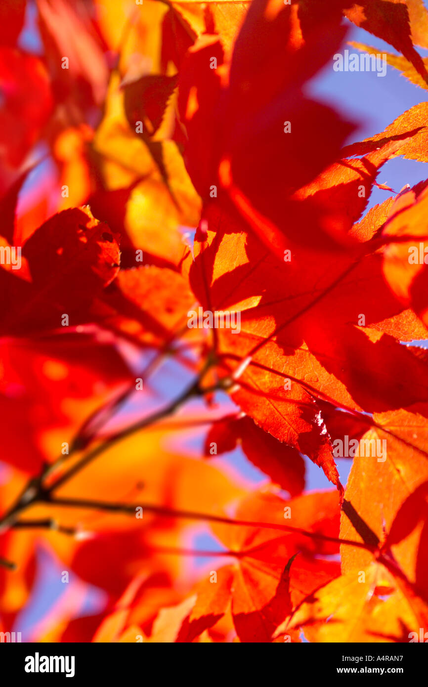 Eine verschwommene Nahaufnahme ein goldener Herbst rot / orange gefärbt farbigen Acer japanischer Ahorn Blätter vor blauem Himmel Stockfoto