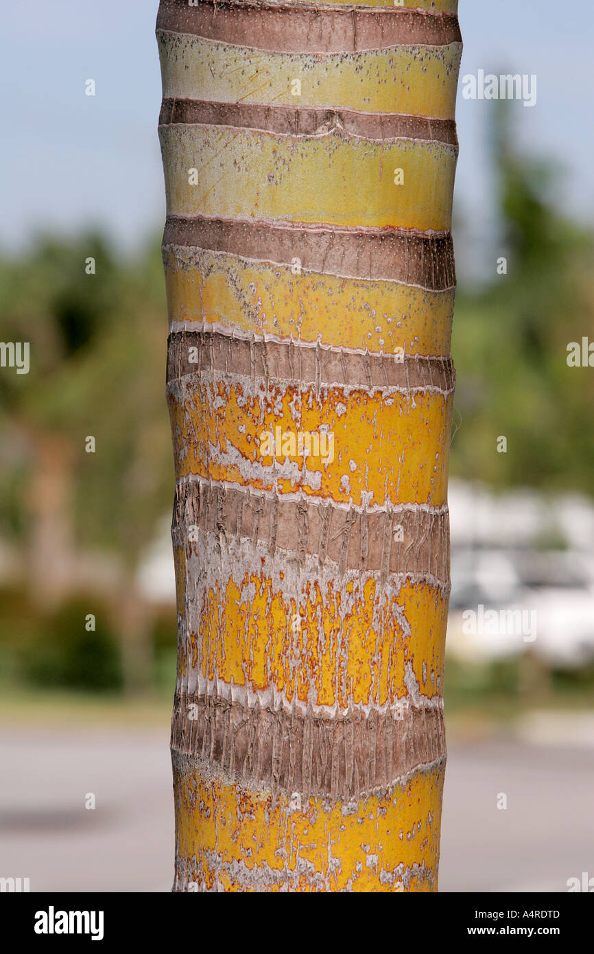 Nahaufnahme von monochrome Palm Bäume Rinde Textur Glaser Detail Struktur orange Natur Baum Holzzuwachs tough Nut Textur stru Stockfoto