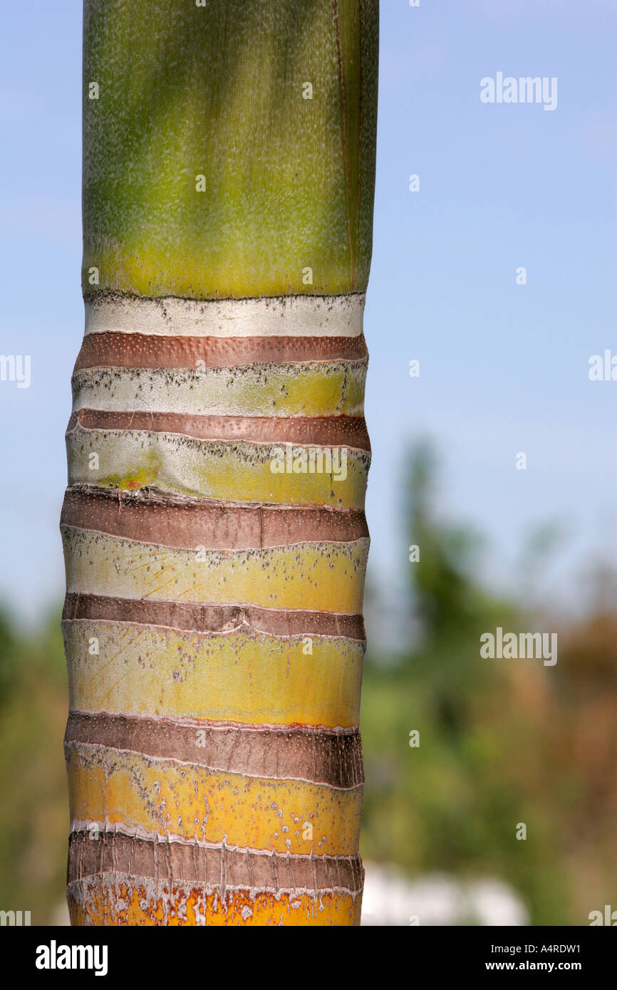 Nahaufnahme von monochrome Palm Bäume Rinde Textur Glaser Detail Struktur orange Natur Baum Holzzuwachs tough Nut Textur Stockfoto