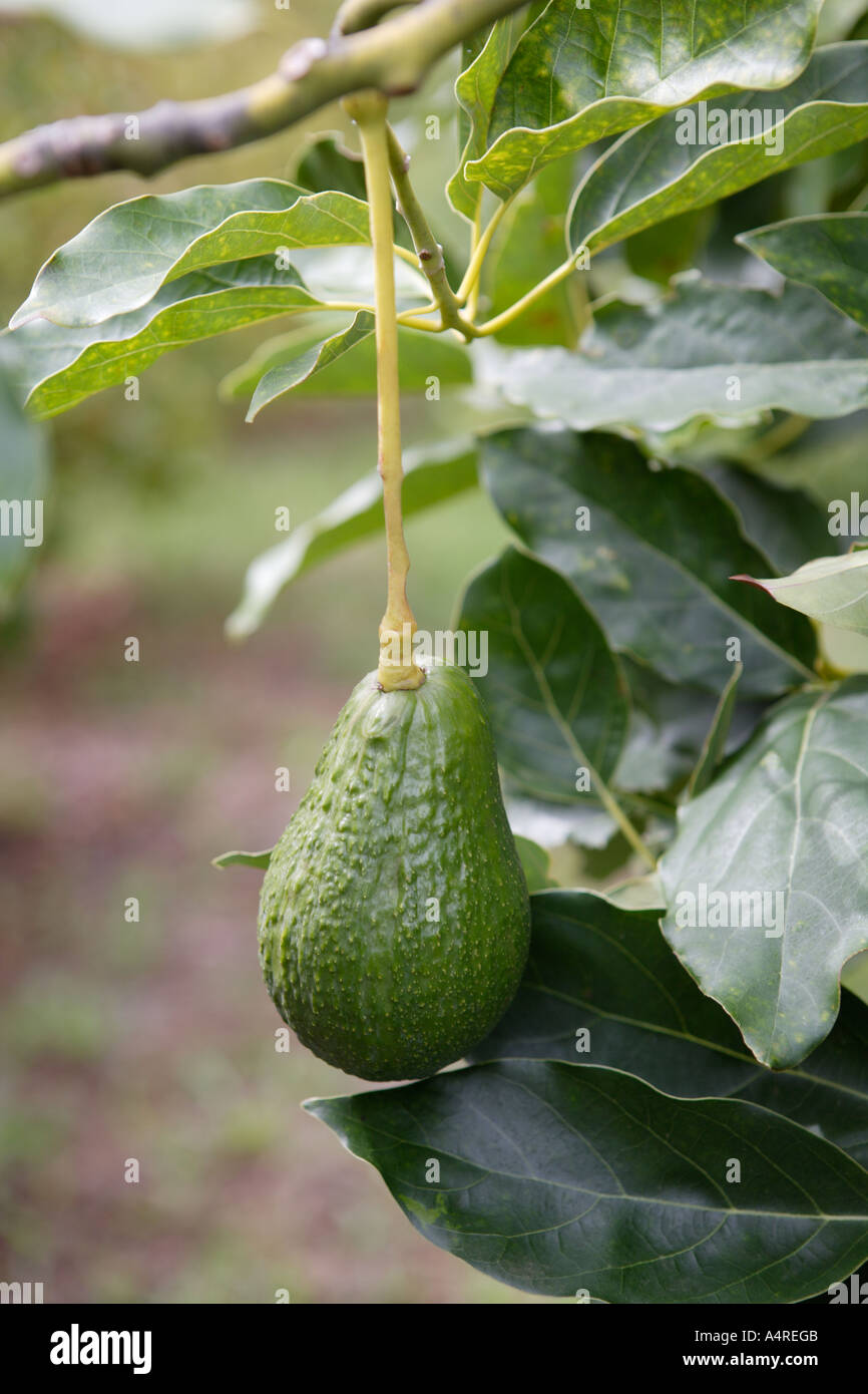 Avocado Pear wächst auf Baum, Nahaufnahme, Madeira Stockfoto