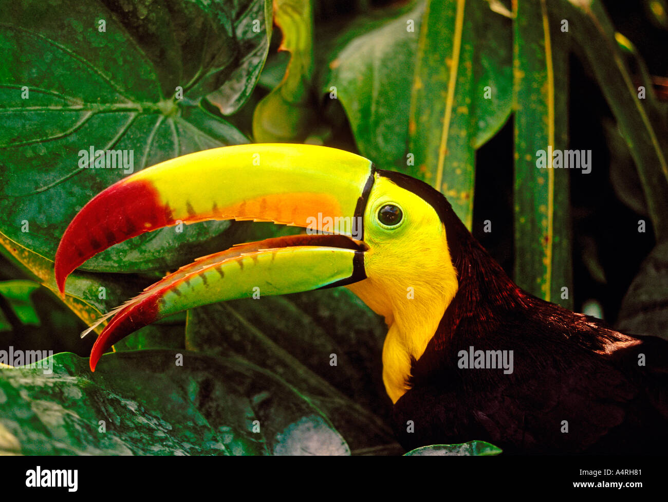 Keel-Billed Toucan, Ramphastos sulfuratus, Toucan, Tukane, tropische ...