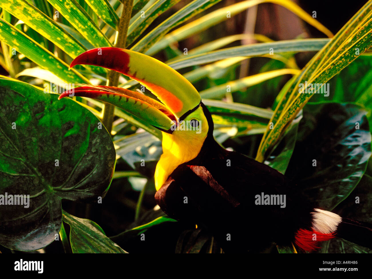 Keel-Billed Toucan, Ramphastos sulfuratus, Toucan, Tukane, tropische ...