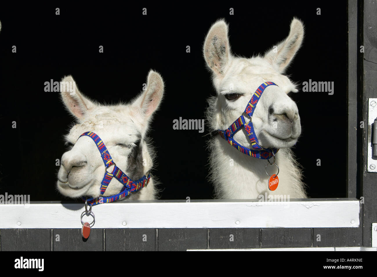 Lamas mit Blick auf ihre Stalltür Stockfoto