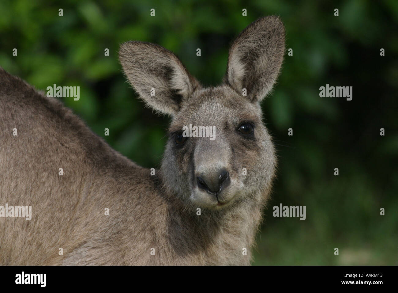 Känguru westlichen grauen Macropus Fuliginosus alleinstehende Erwachsene Stockfoto