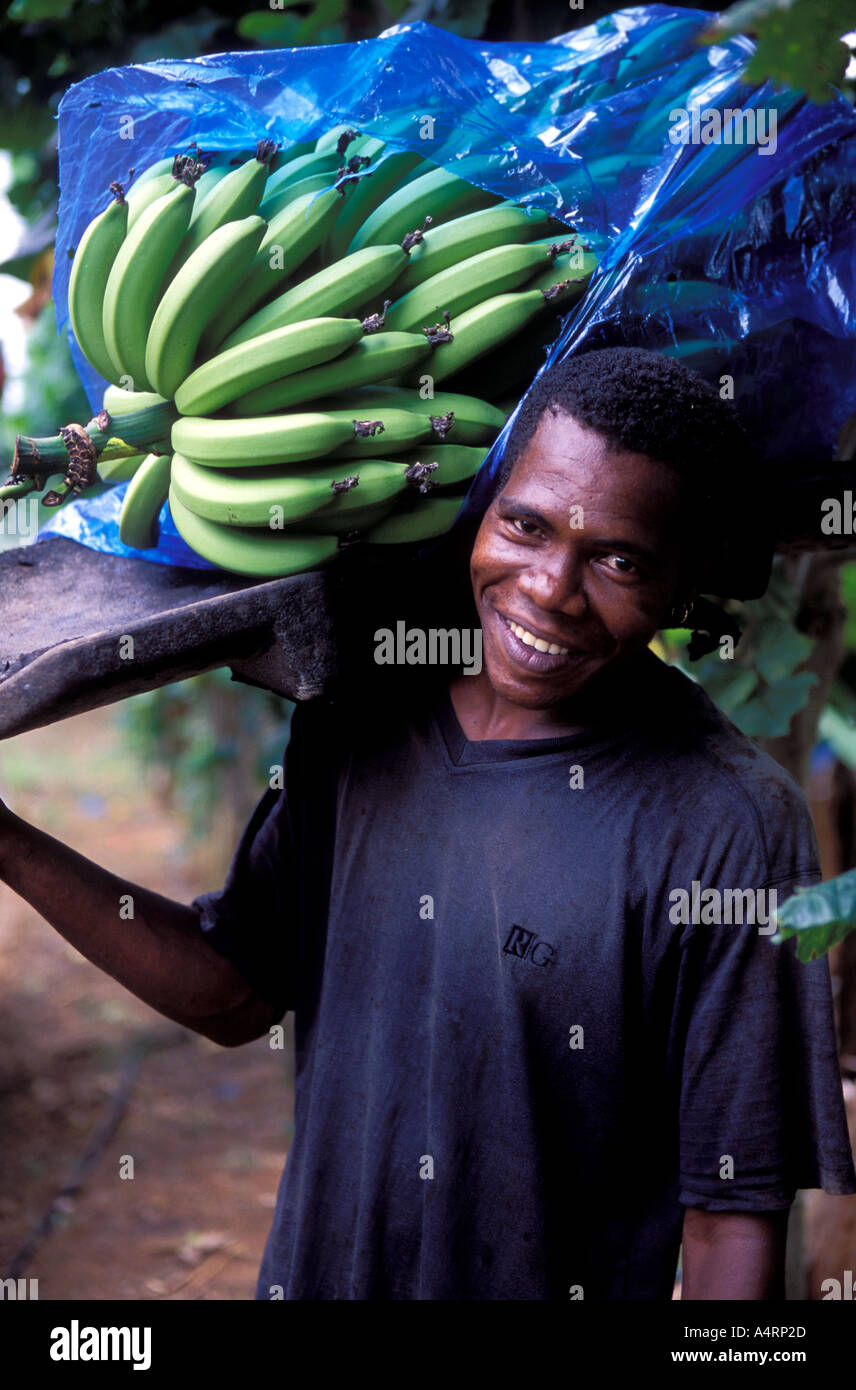 Arbeiter in einer Bananenplantage in der Nähe von Le Francois Martinique Stockfoto