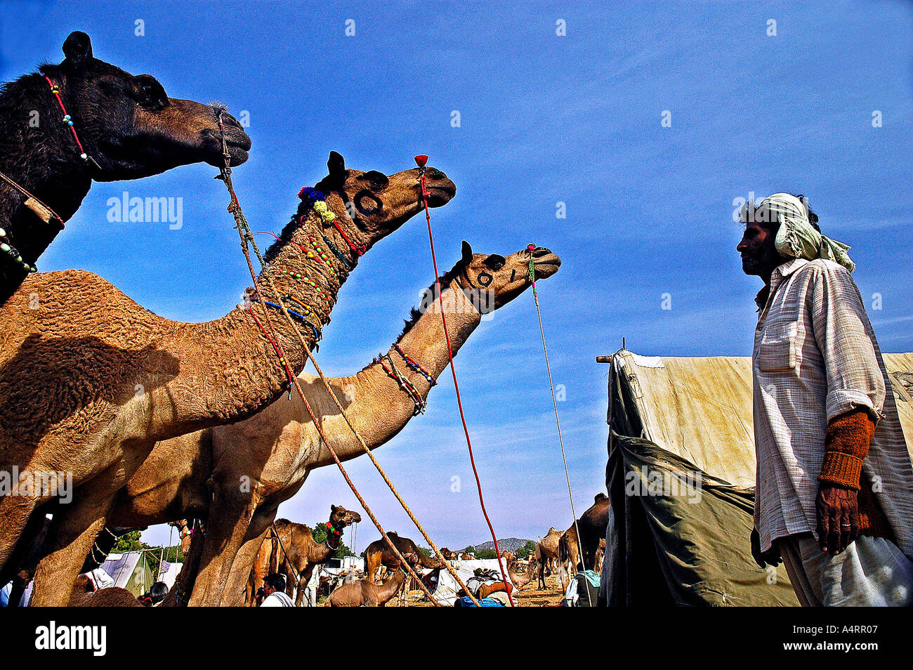 SUB98567 Ein Kamel Händler und drei Kamele Pushkar Rajasthan Indien Stockfoto