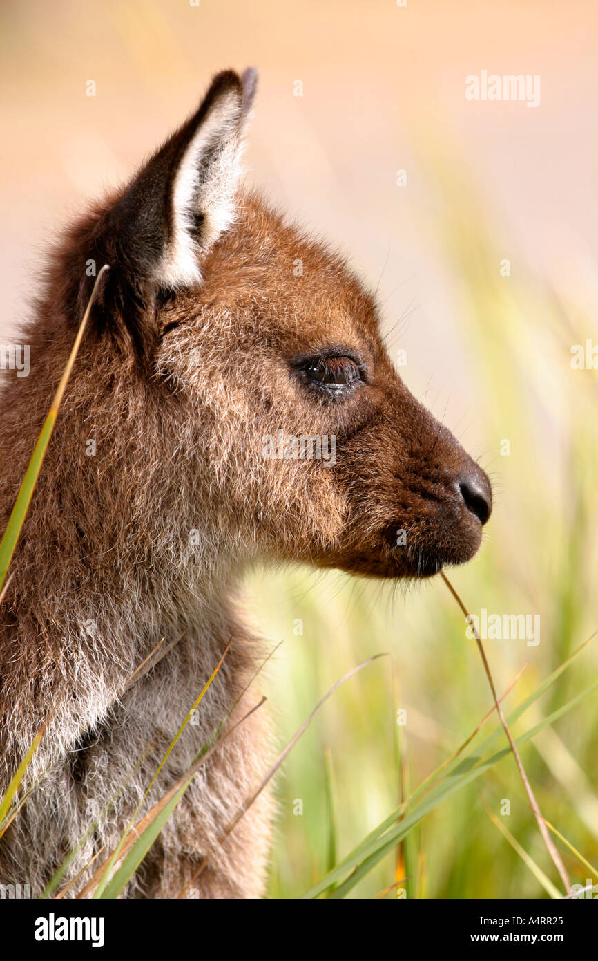 Känguru westlichen grauen Macropus fuliginosus Stockfoto