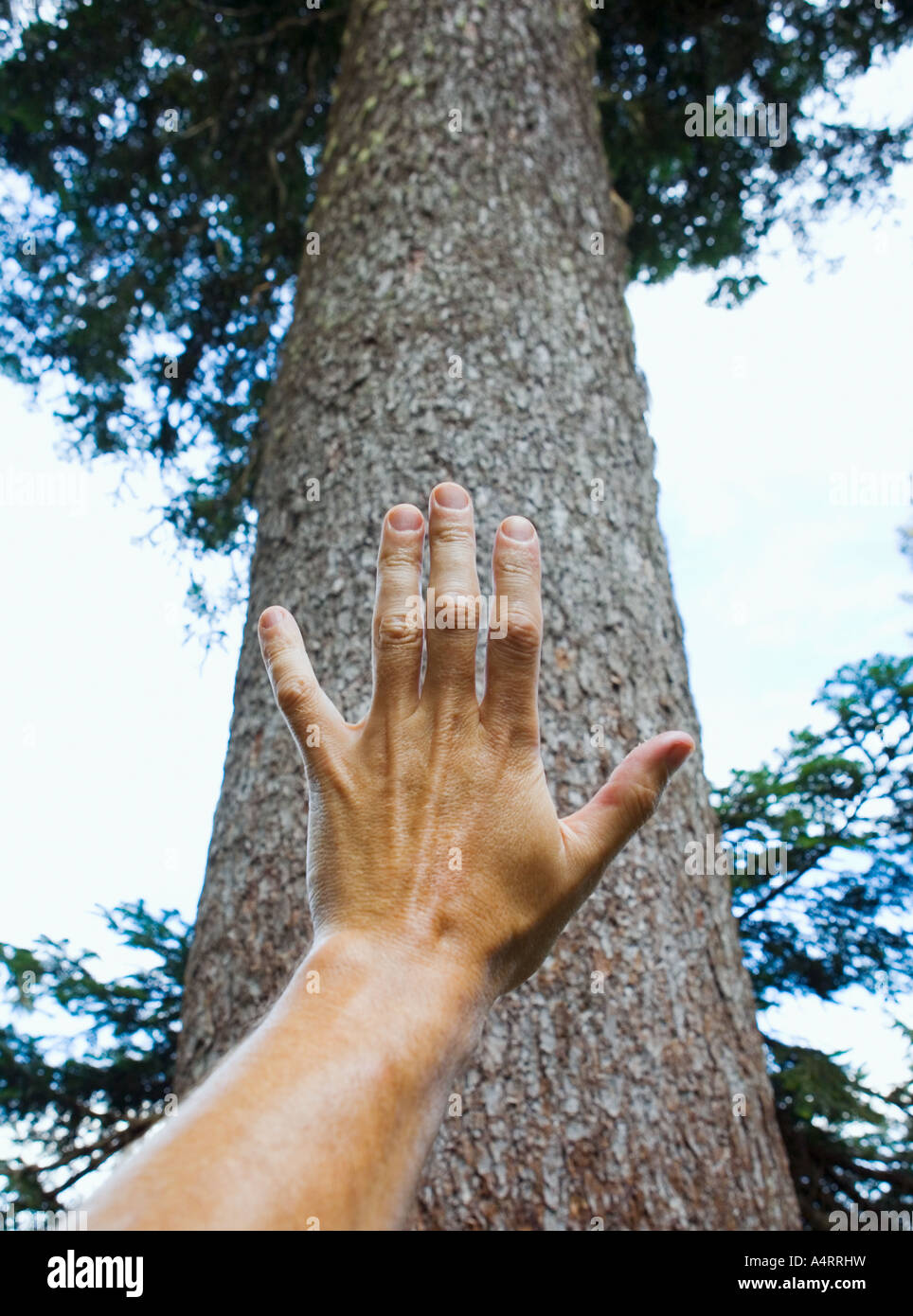 Hand mit riesigen Baumstamm Stockfoto