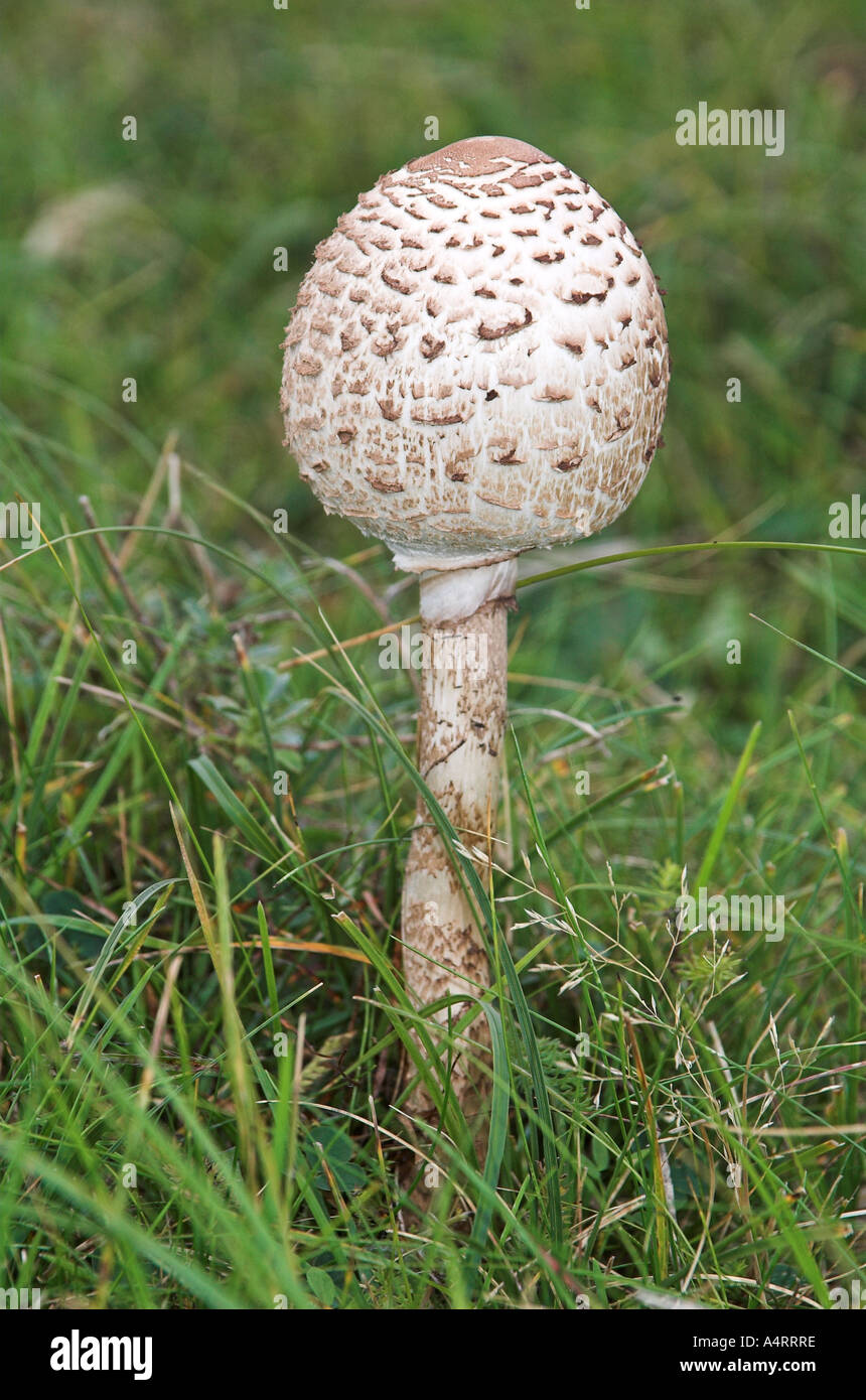 Parasol Pilz, "Lepiota Procera". Stockfoto