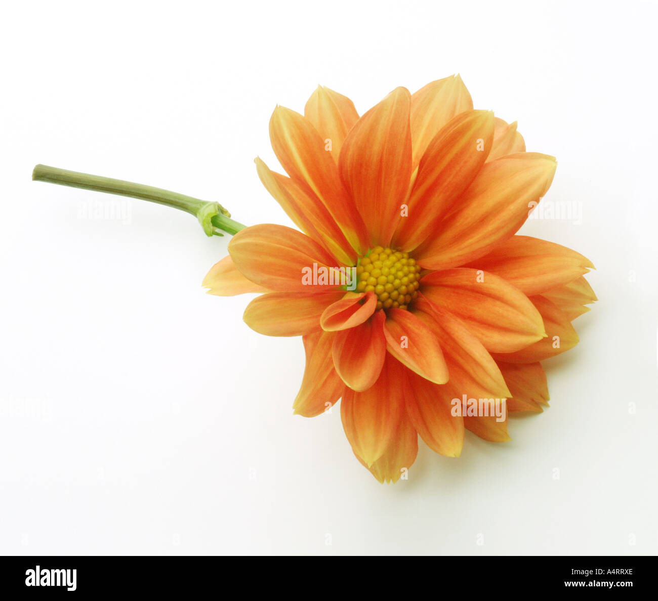 Orange gelb Dahlia Blume Stockfoto