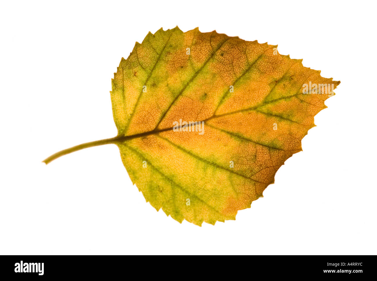 Buche im Herbst Herbst Blatt Stockfoto
