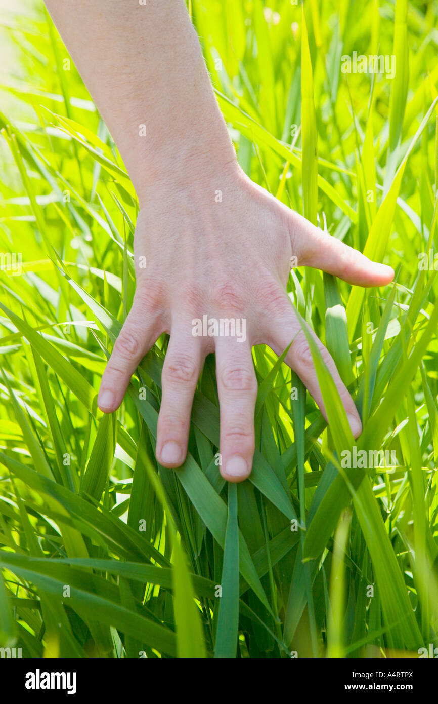 Hand zu berühren Grashalme wachsen in Sonne Stockfoto