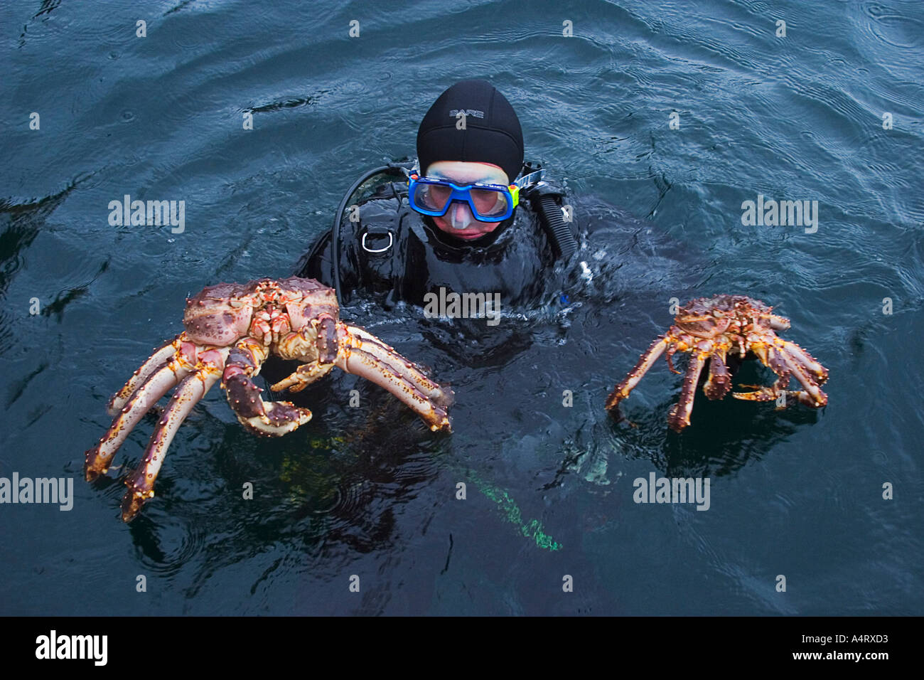 Riesige Konigskrabbe Stockfotos Und Bilder Kaufen Alamy