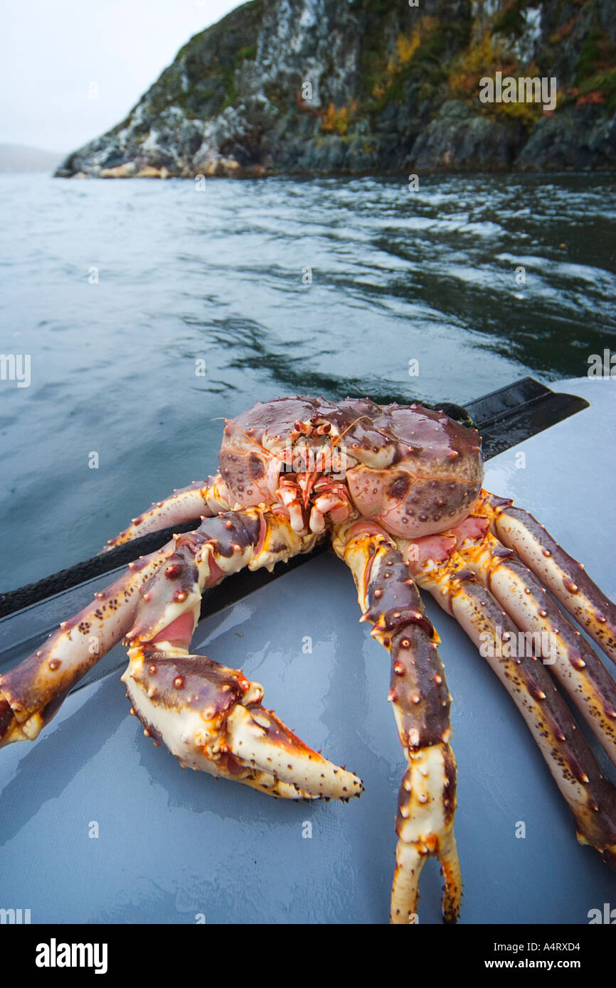 Riesige Konigskrabbe Stockfotos Und Bilder Kaufen Alamy