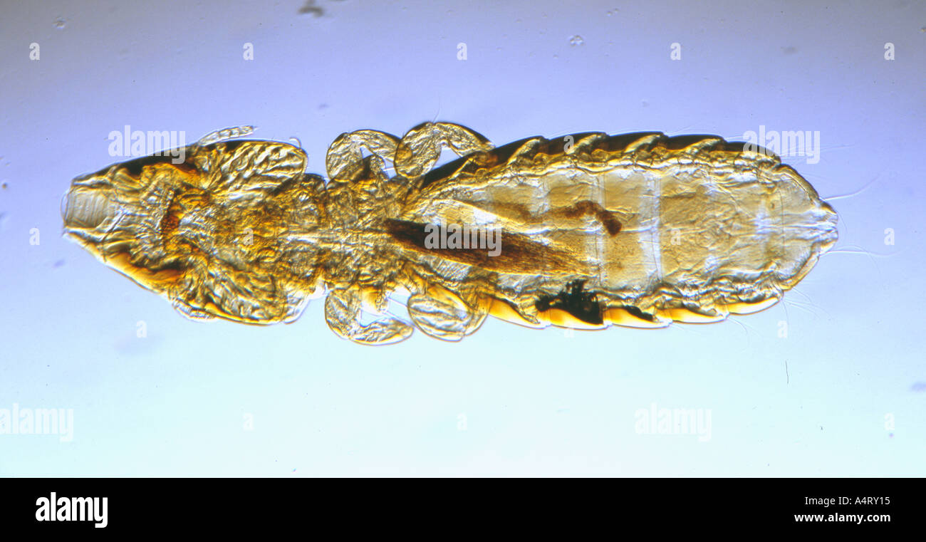 Vogel-Ekto-Parasiten Stockfoto