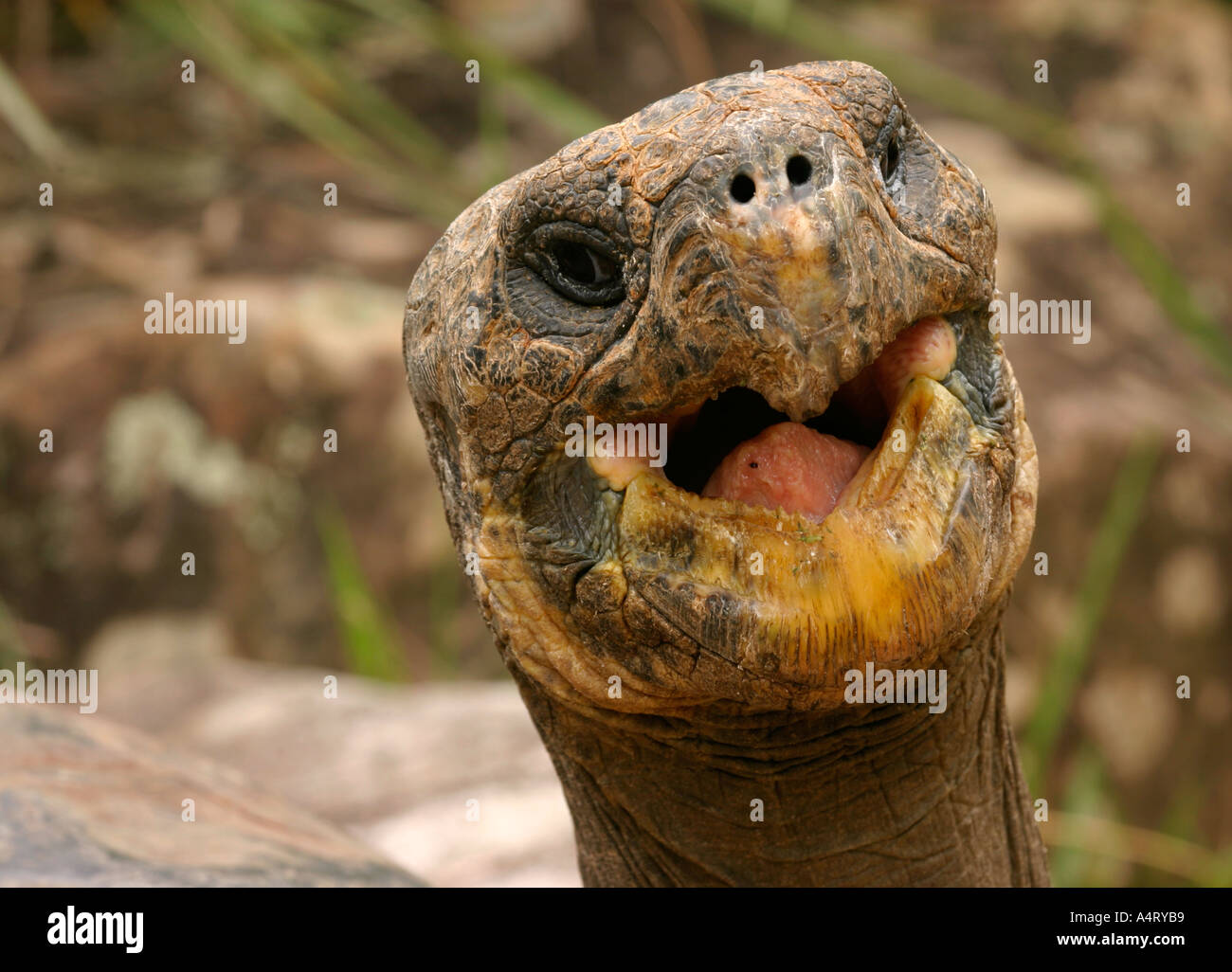 Galapagos Schildkröte Geochelone nigra Stockfoto