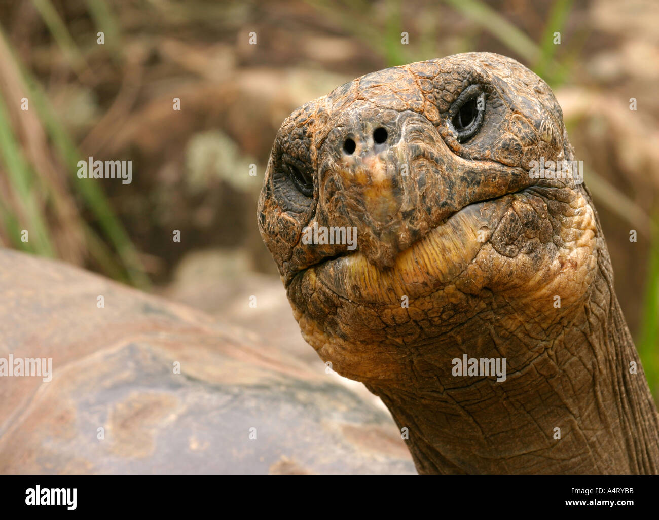 Galapagos Schildkröte Geochelone nigra Stockfoto