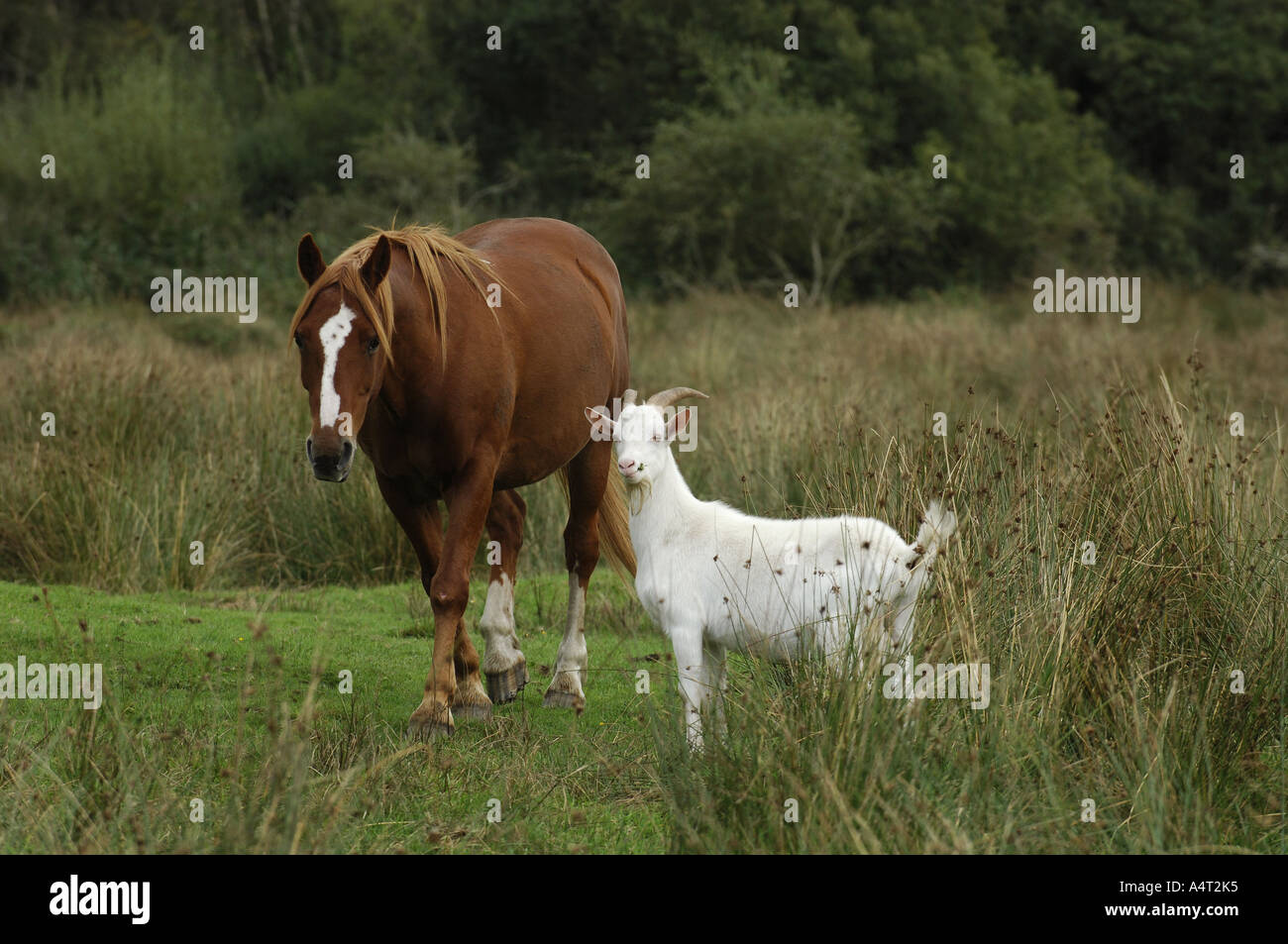 Irish Sport Horse. Chestnut Erwachsener mit heimischen Ziege auf einer Weide. Deutschland Stockfoto
