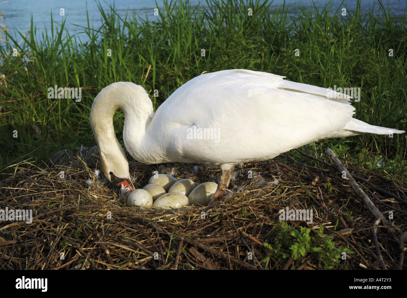 Höckerschwan im Nest mit Eiern Cygnus olor Stockfoto