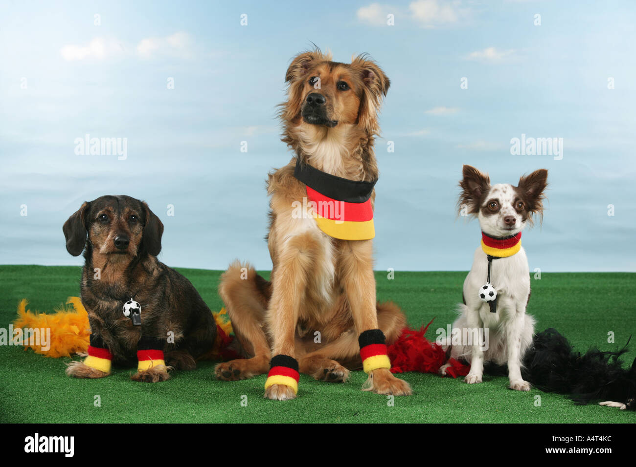 WM Fussball drei Hunde als Fußball-fans Stockfoto