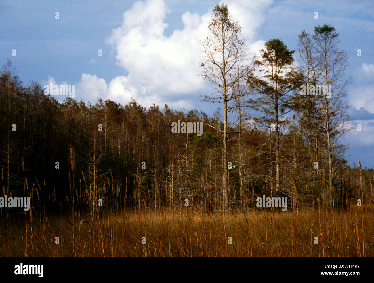 Everglades Baumgrenze Stockfoto