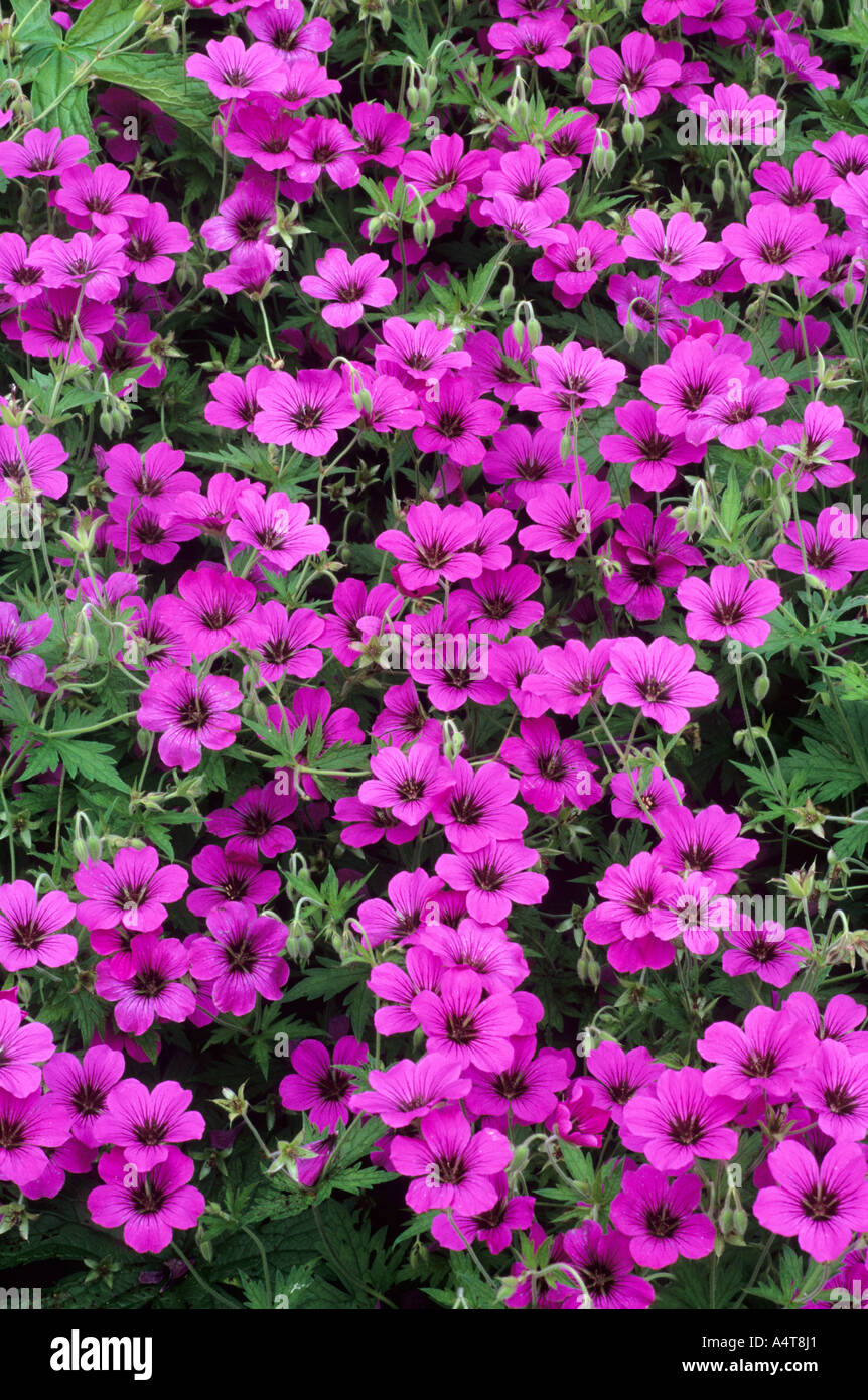 Geranium 'Patricia', Storchschnabel, Bodendecker Gartenpflanze, lila