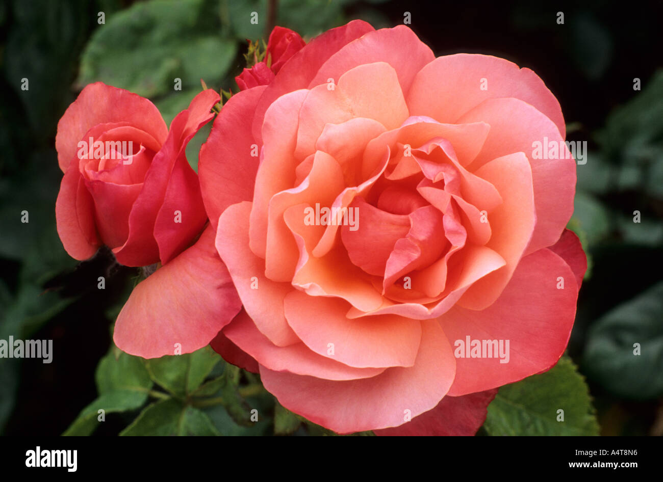 Rosa "Silbernes Jubiläum", hybride Terose, Rosen Stockfoto