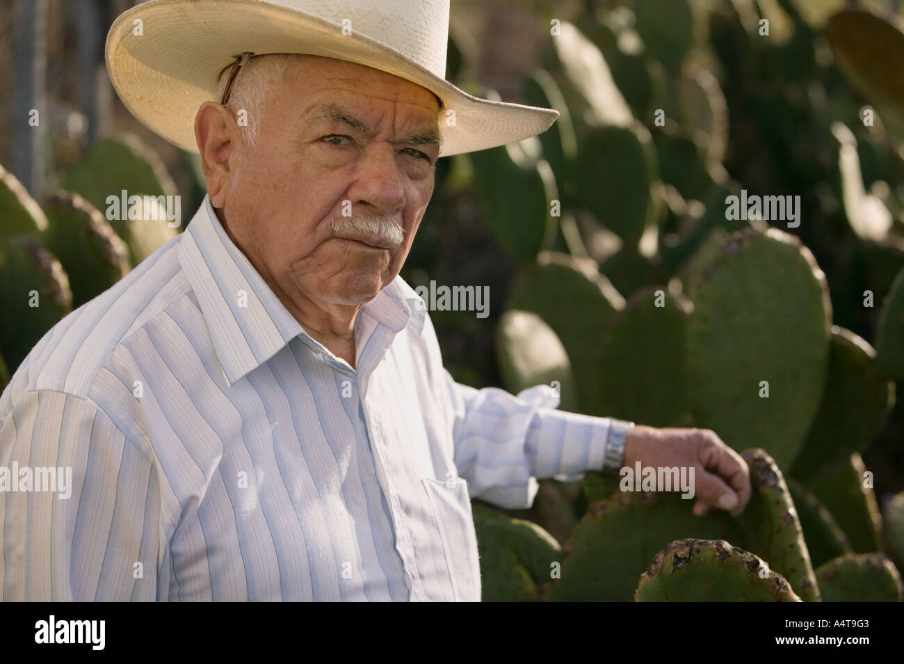 Nopales Hut Stockfotos und bilder Kaufen Alamy