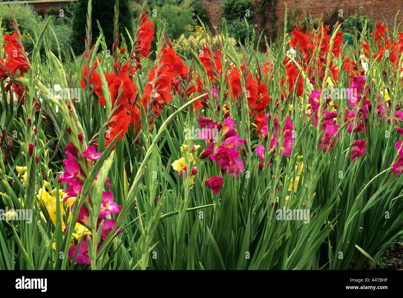 Gladioli garten grenze Fotos und Bildmaterial in hoher Auflösung Alamy