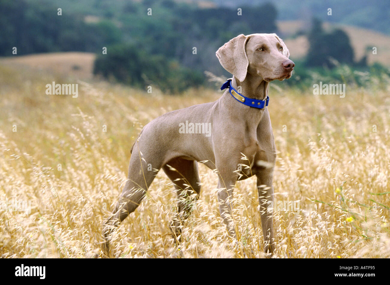Porträt der Weimaraner Hund während der Vogeljagd Stockfoto